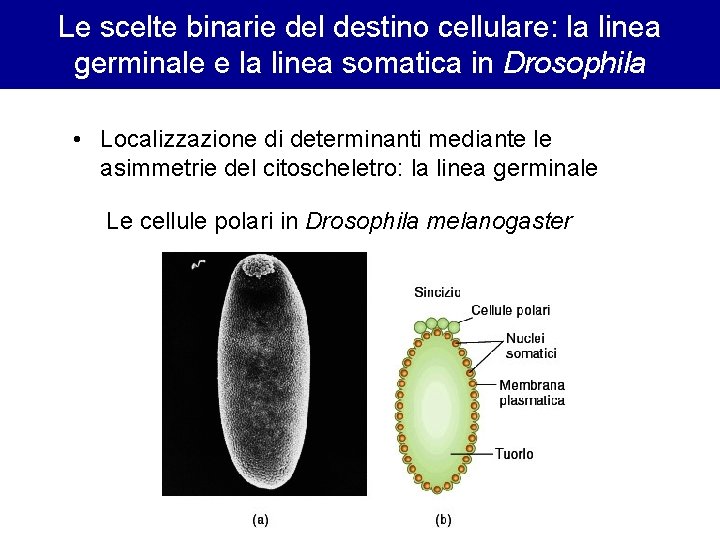 Le scelte binarie del destino cellulare: la linea germinale e la linea somatica in