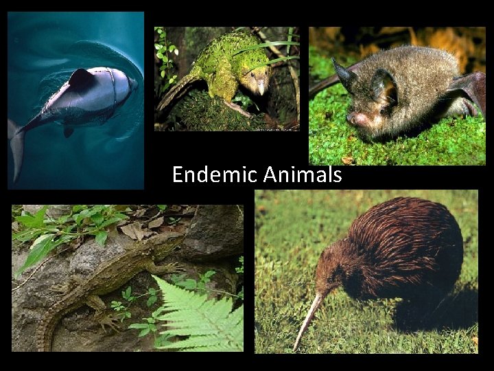 Endemic Animals 