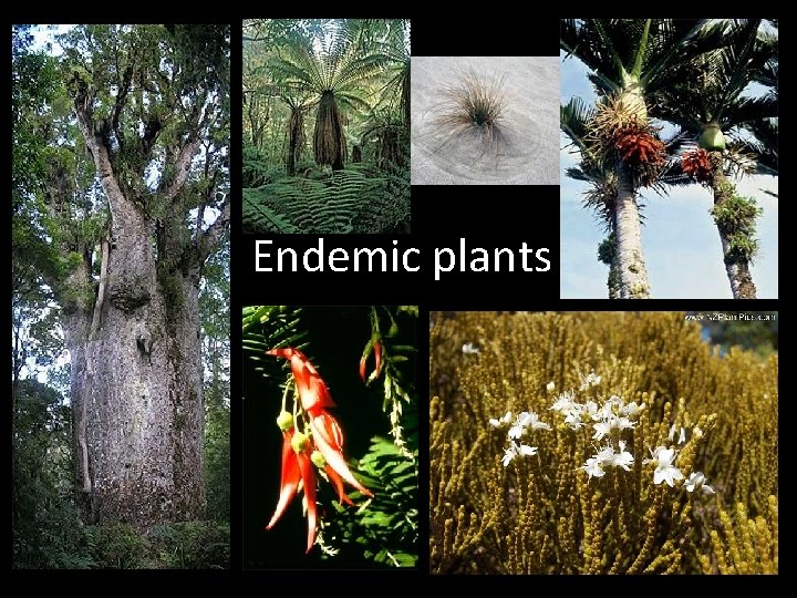 Endemic plants 