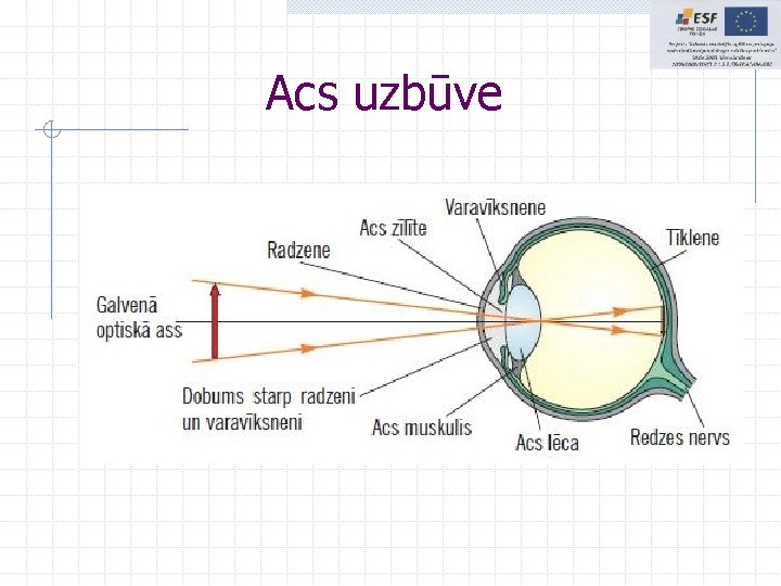 Acs uzbūve Acs uzbūve