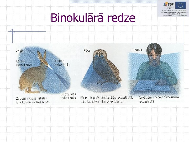 Binokulārā redze Binokulārā redze