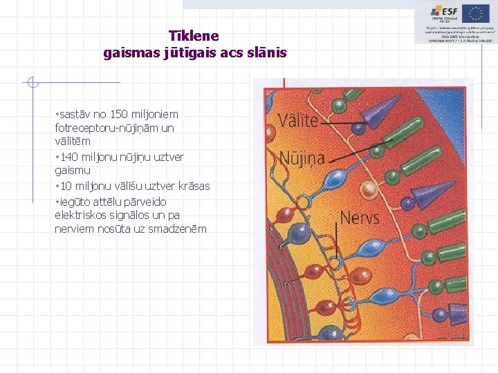 Tīklene gaismas jūtīgais acs slānis • sastāv no 150 miljoniem fotreceptoru-nūjiņām un vālītēm • Tīklene gaismas jūtīgais acs slānis • sastāv no 150 miljoniem fotreceptoru-nūjiņām un vālītēm •
