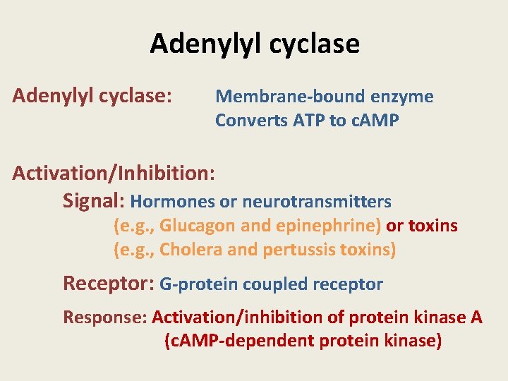 Adenylyl cyclase: Membrane-bound enzyme Converts ATP to c. AMP Activation/Inhibition: Signal: Hormones or neurotransmitters
