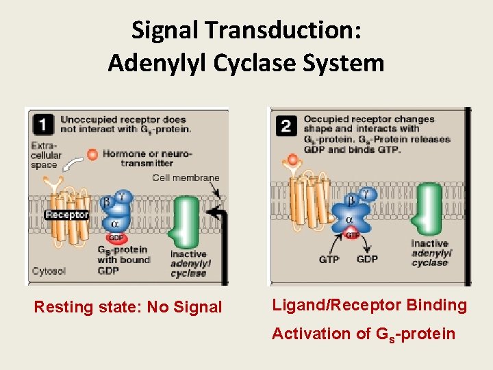 Signal Transduction: Adenylyl Cyclase System Resting state: No Signal Ligand/Receptor Binding Activation of Gs-protein