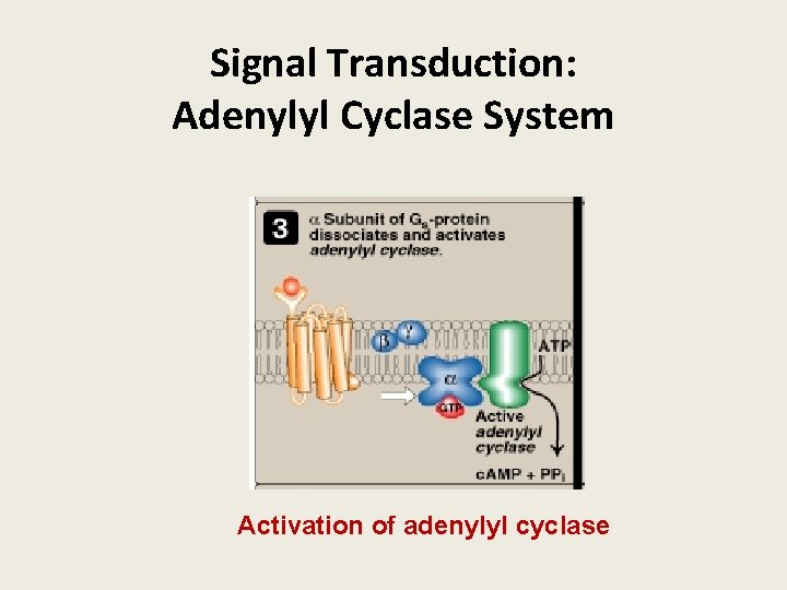 Signal Transduction: Adenylyl Cyclase System Activation of adenylyl cyclase 