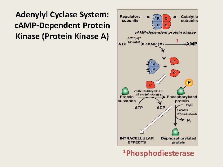 Adenylyl Cyclase System: c. AMP-Dependent Protein Kinase (Protein Kinase A) 1 AMP 1 Phosphodiesterase