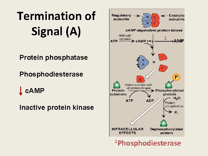 Termination of Signal (A) 1 AMP Protein phosphatase Phosphodiesterase c. AMP Inactive protein kinase