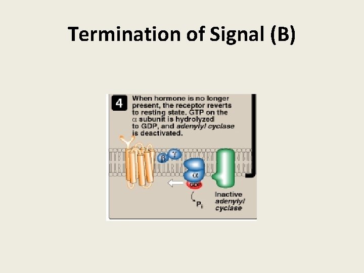 Termination of Signal (B) 