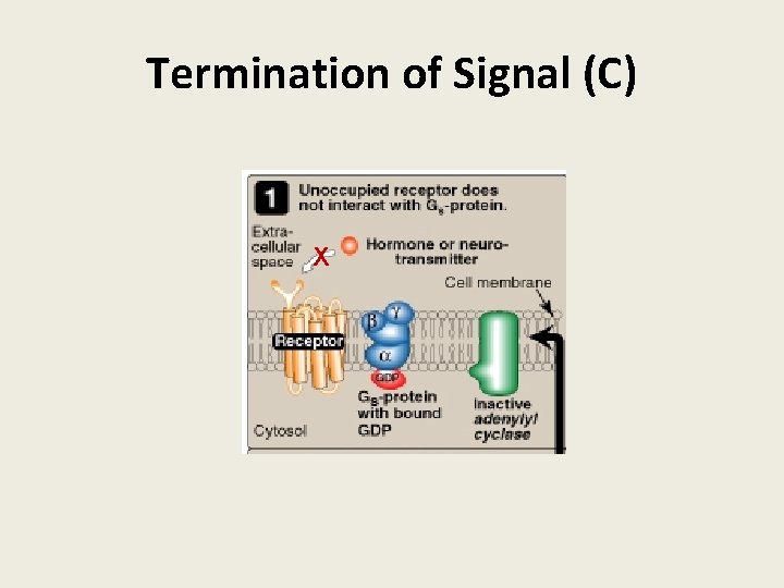 Termination of Signal (C) Х 