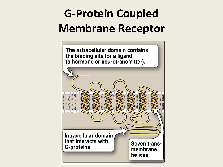 G-Protein Coupled Membrane Receptor 
