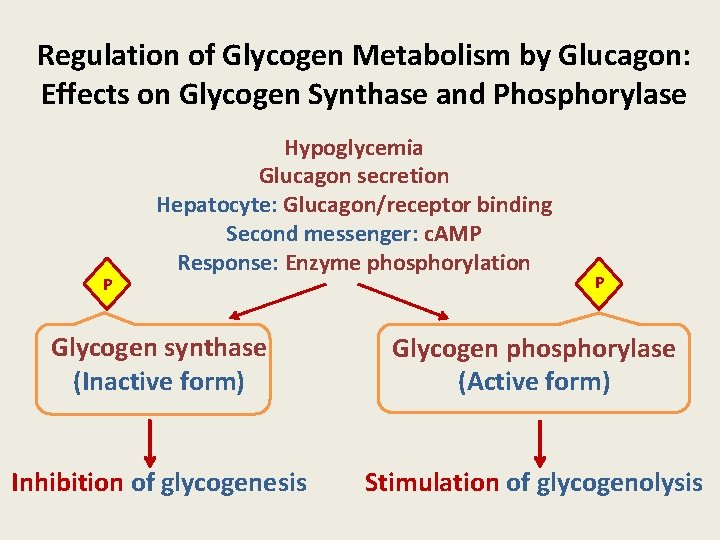 Regulation of Glycogen Metabolism by Glucagon: Effects on Glycogen Synthase and Phosphorylase P Hypoglycemia