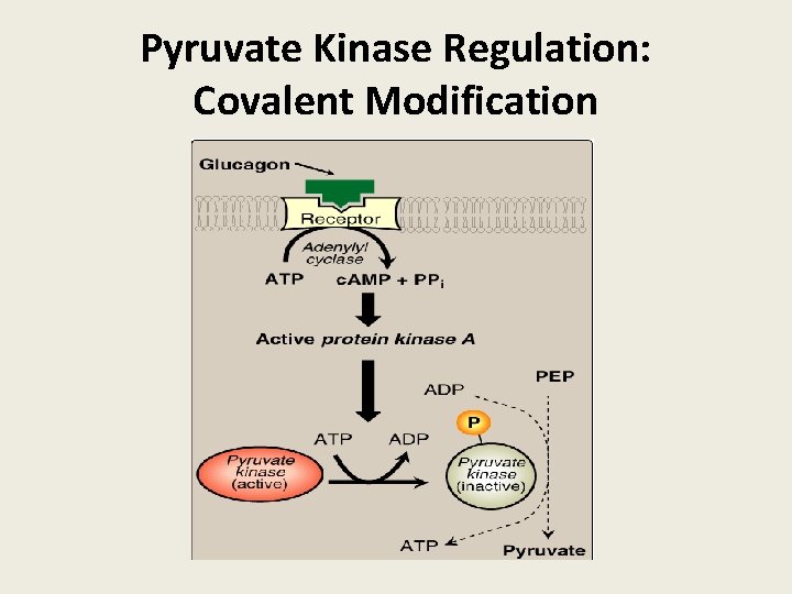 Pyruvate Kinase Regulation: Covalent Modification 