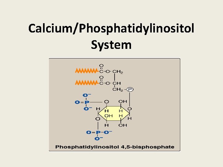 Calcium/Phosphatidylinositol System 