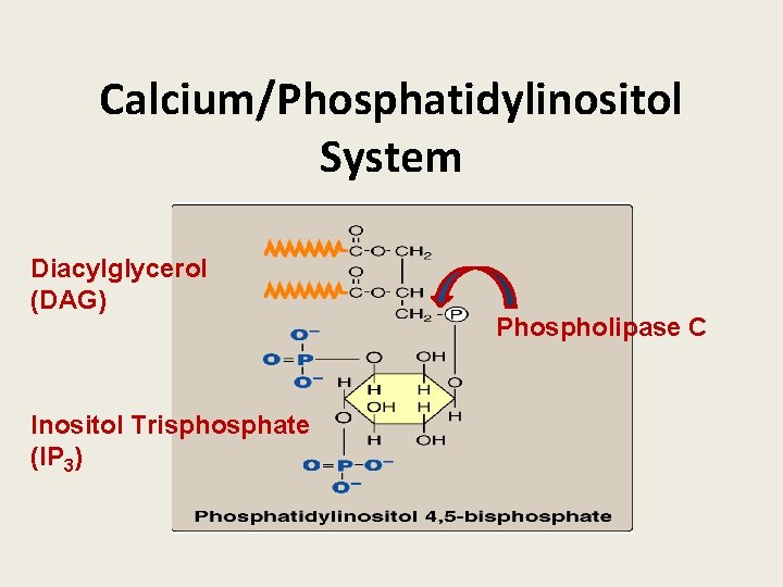 Calcium/Phosphatidylinositol System Diacylglycerol (DAG) Inositol Trisphosphate (IP 3) Phospholipase C 