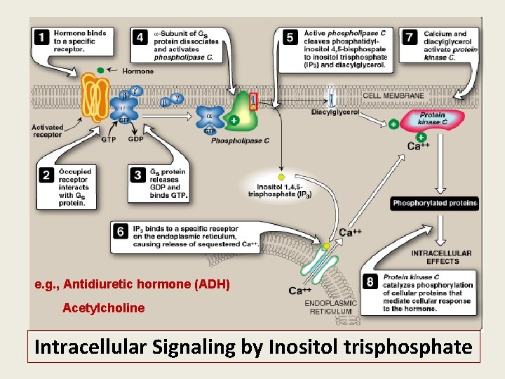 e. g. , Antidiuretic hormone (ADH) Acetylcholine Intracellular Signaling by Inositol trisphosphate 