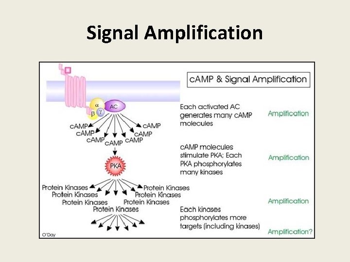 Signal Amplification 