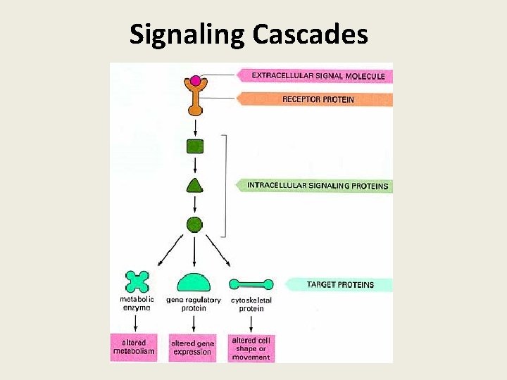 Signaling Cascades 