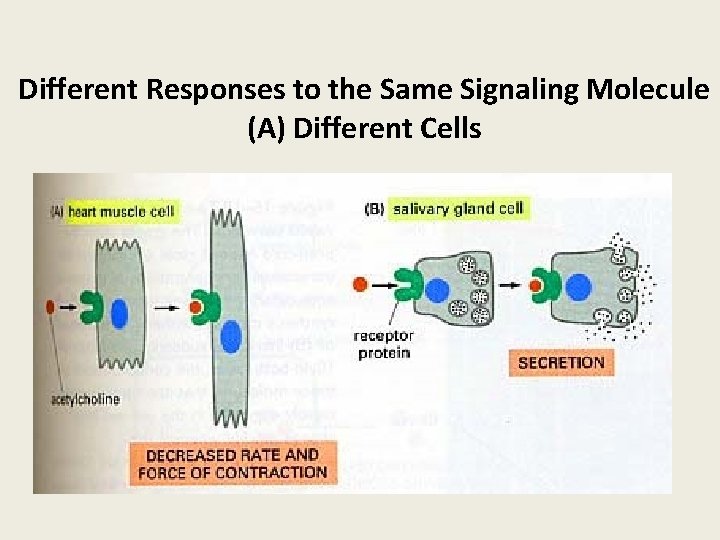 Different Responses to the Same Signaling Molecule (A) Different Cells 