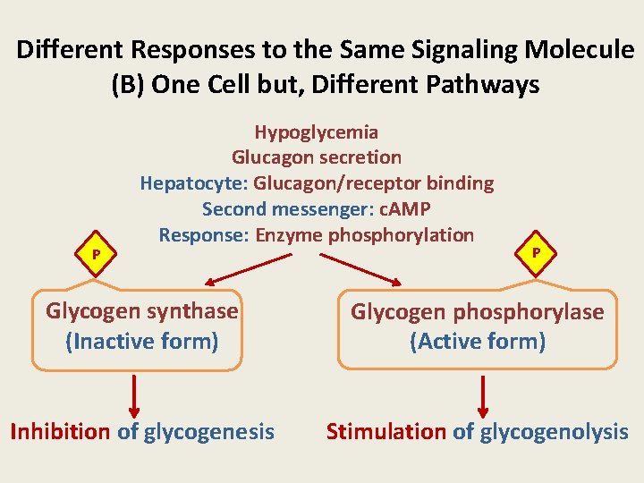 Different Responses to the Same Signaling Molecule (B) One Cell but, Different Pathways P