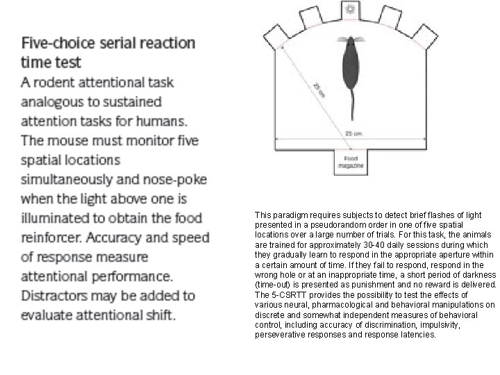 This paradigm requires subjects to detect brief flashes of light presented in a pseudorandom