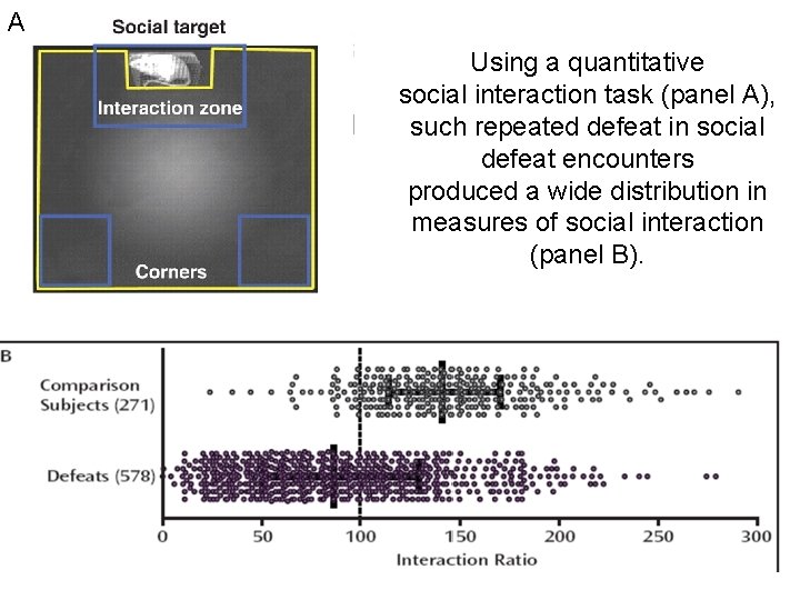 A Using a quantitative social interaction task (panel A), such repeated defeat in social
