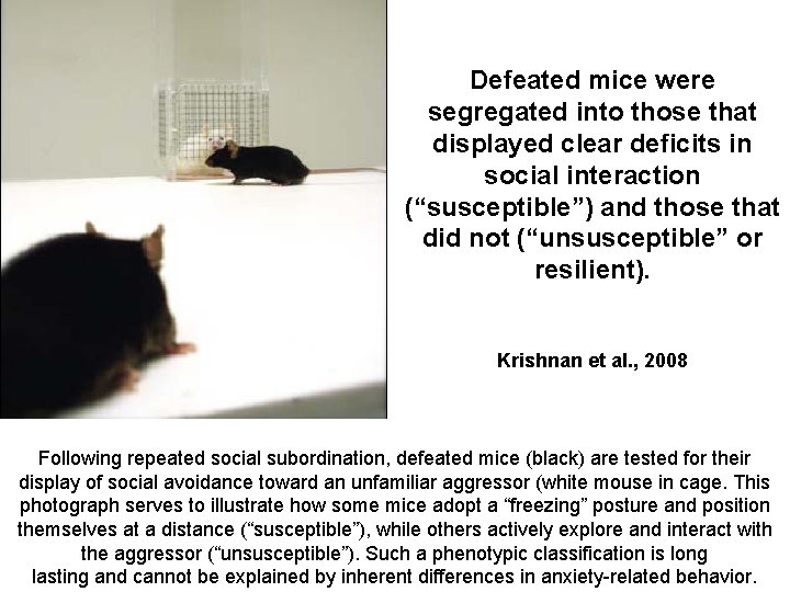 Defeated mice were segregated into those that displayed clear deficits in social interaction (“susceptible”)