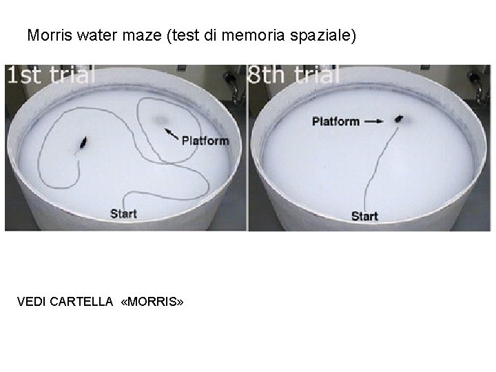 Morris water maze (test di memoria spaziale) VEDI CARTELLA «MORRIS» 