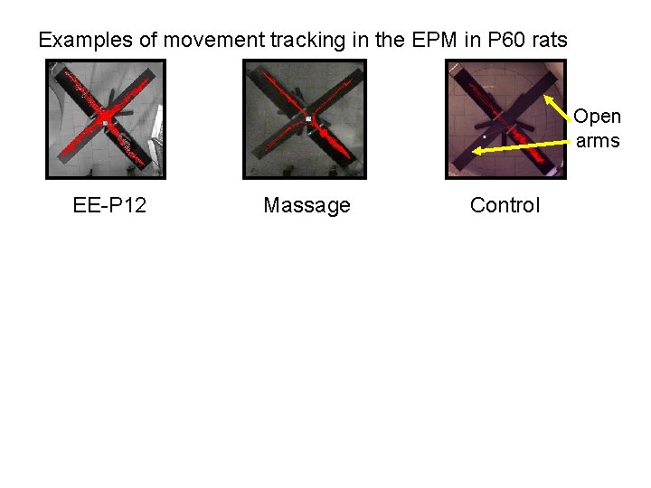 Examples of movement tracking in the EPM in P 60 rats Open arms EE-P