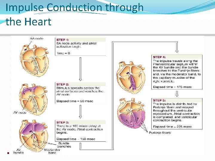Impulse Conduction through the Heart 