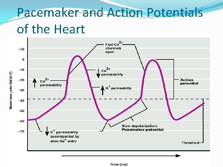 Pacemaker and Action Potentials of the Heart 