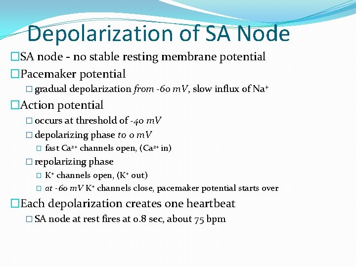 Depolarization of SA Node �SA node - no stable resting membrane potential �Pacemaker potential