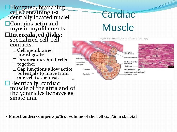 �Elongated, branching cells containing 1 -2 centrally located nuclei �Contains actin and myosin myofilaments