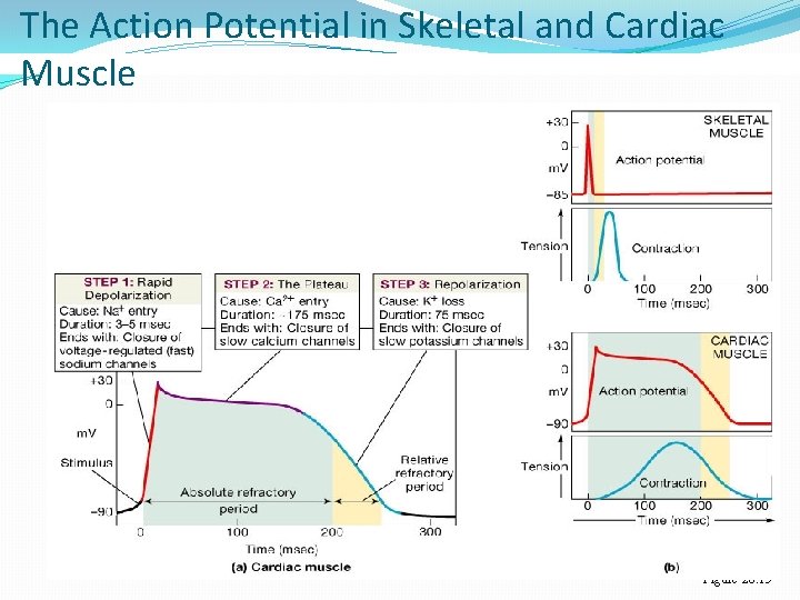 The Action Potential in Skeletal and Cardiac Muscle Figure 20. 15 