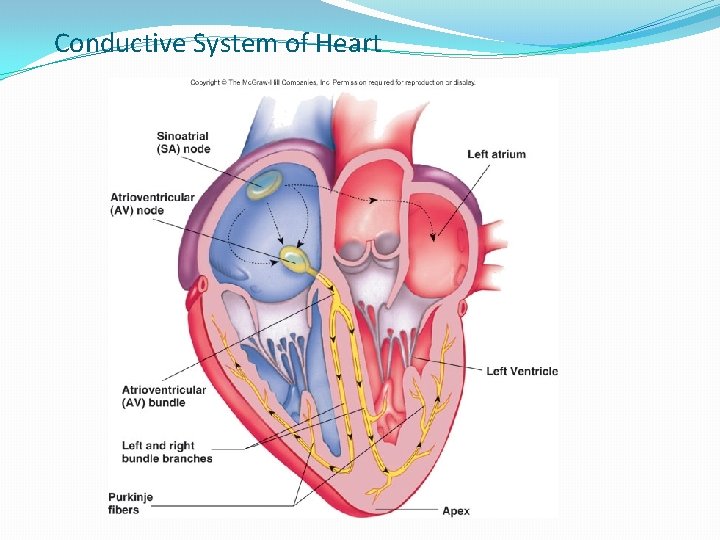 Conductive System of Heart 