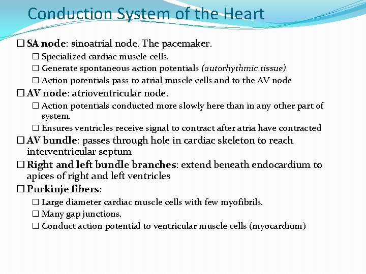 Conduction System of the Heart � SA node: sinoatrial node. The pacemaker. � Specialized