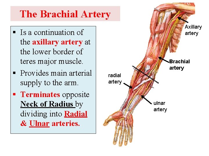 The Brachial Artery § Is a continuation of the axillary artery at the lower