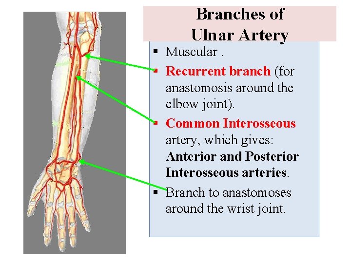 Branches of Ulnar Artery § Muscular. § Recurrent branch (for anastomosis around the elbow