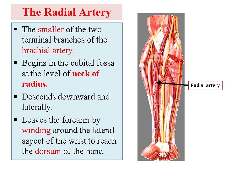 The Radial Artery § The smaller of the two terminal branches of the brachial