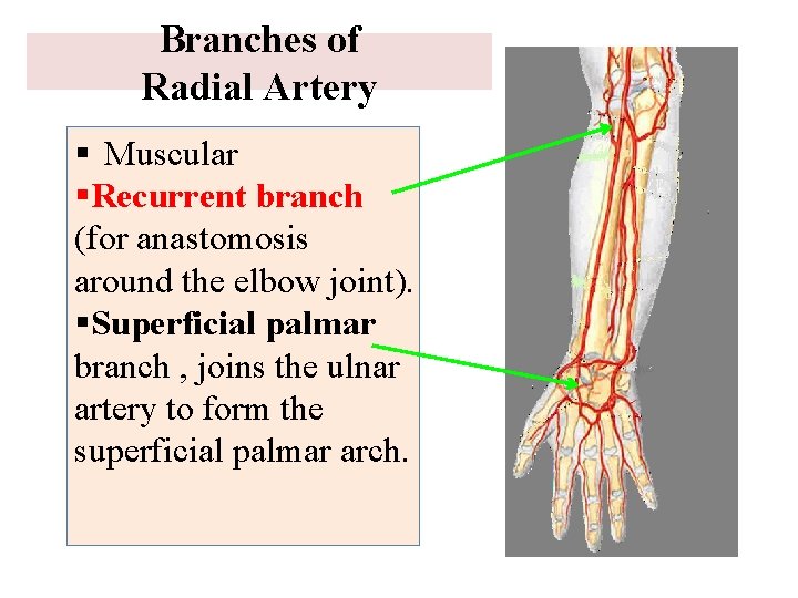 Branches of Radial Artery § Muscular §Recurrent branch (for anastomosis around the elbow joint).
