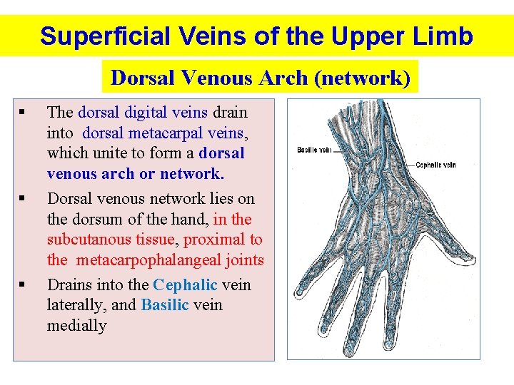 Superficial Veins of the Upper Limb Dorsal Venous Arch (network) § § § The