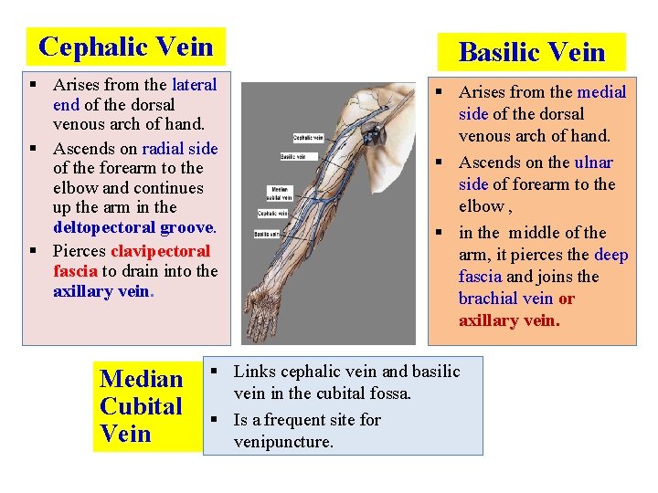 Cephalic Vein Basilic Vein § Arises from the lateral end of the dorsal venous