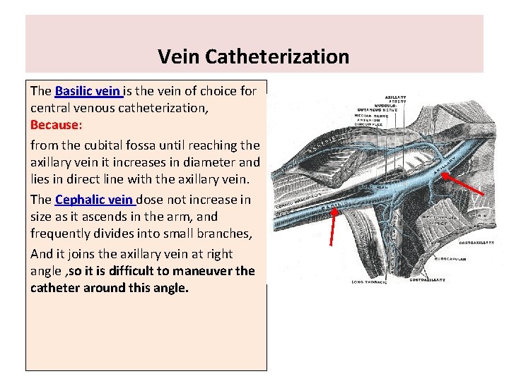 Vein Catheterization The Basilic vein is the vein of choice for central venous catheterization,