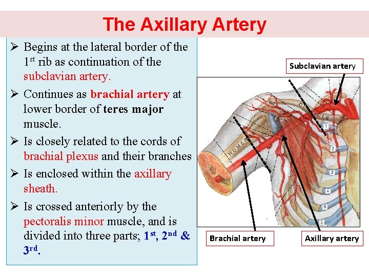 The Axillary Artery Ø Begins at the lateral border of the 1 st rib