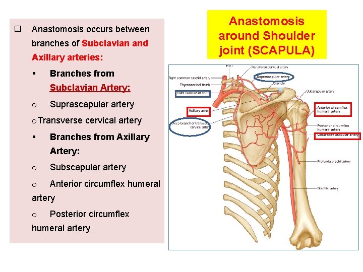 q Anastomosis occurs between branches of Subclavian and Axillary arteries: § Branches from Subclavian