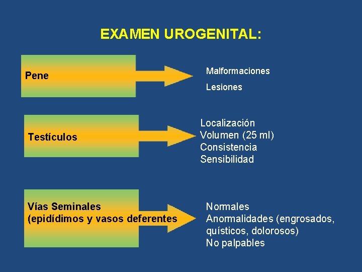 EXAMEN UROGENITAL: Pene Malformaciones Lesiones Testículos Vías Seminales (epidídimos y vasos deferentes Localización Volumen