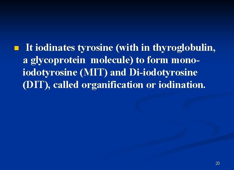 n It iodinates tyrosine (with in thyroglobulin, a glycoprotein molecule) to form monoiodotyrosine (MIT)