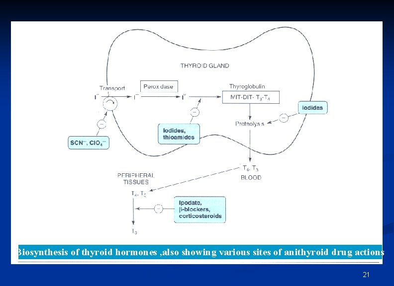 Biosynthesis of thyroid hormones , also showing various sites of anithyroid drug actions 21