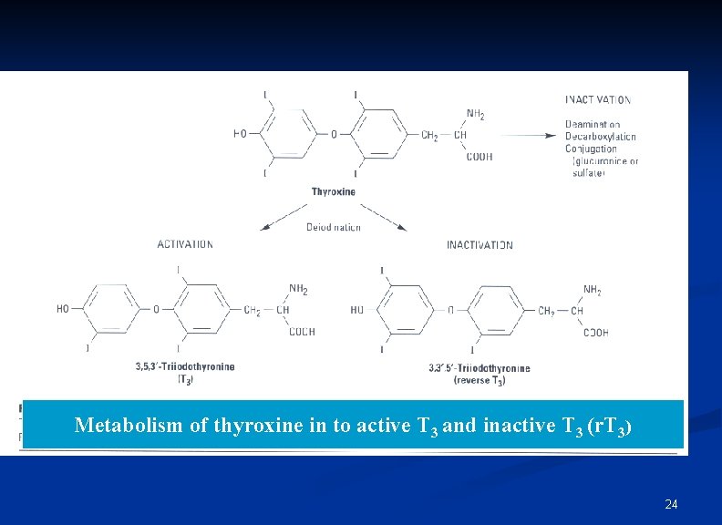 Metabolism of thyroxine in to active T 3 and inactive T 3 (r. T
