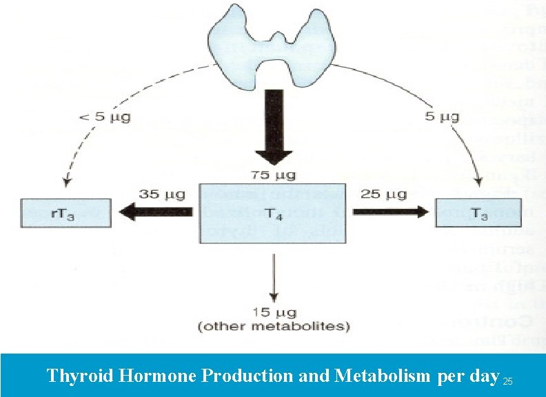 Thyroid Hormone Production and Metabolism per day 25 
