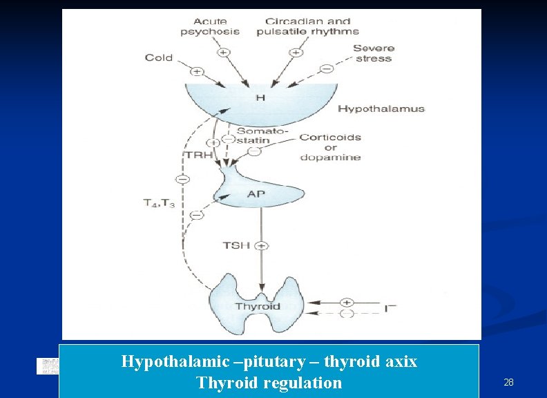 Hypothalamic –pitutary – thyroid axix Thyroid regulation 28 